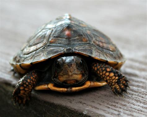 Baby Painted Turtle by Poppet Maulding - Photo 10181955 / 500px