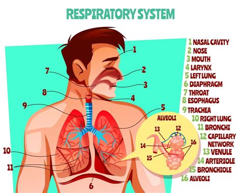 [DIAGRAM] Simple Diagram Of Respiration - MYDIAGRAM.ONLINE