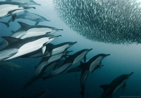 Common dolphins attacking bait ball in Port St. Johns, South Africa ...