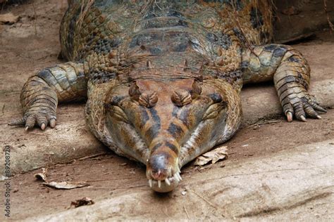 False gavial (Tomistoma schlegelii), also known as the false gharial or ...