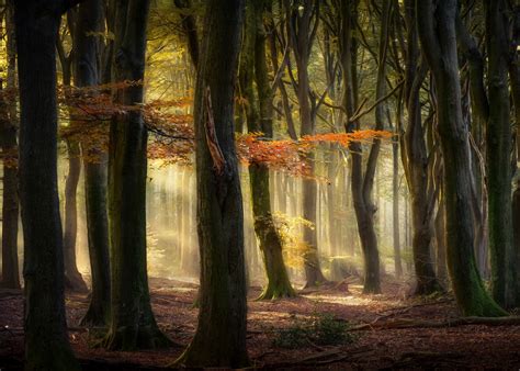 Forest lights on Behance