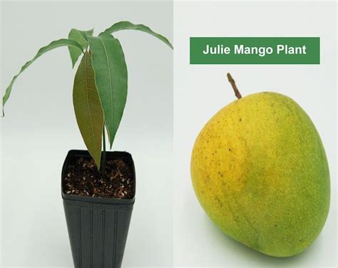 CARRIE MANGO PLANT Carrie Mango Tree Live Mango Tree Mango | Etsy ...