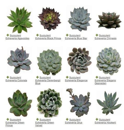 Types Of Succulents Indoor | Types Of Succulent Plant