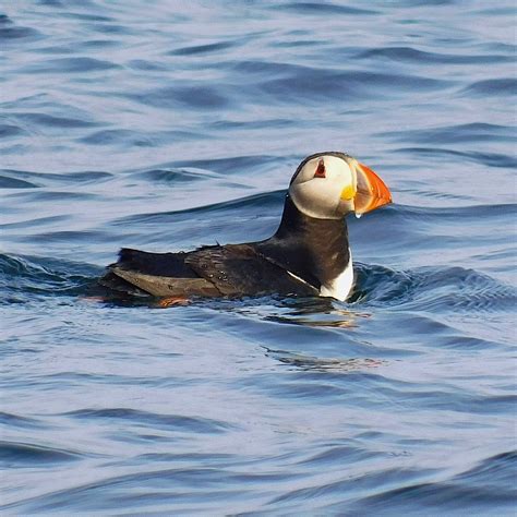 Herm Explorer Wildlife Voyage - Guernsey Island Rib Voyages