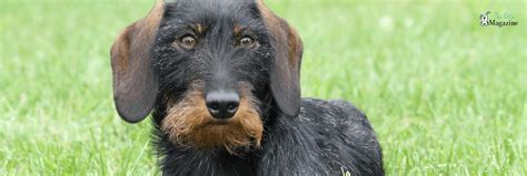 Everything You Need To Know About The Wire-haired Dachshund