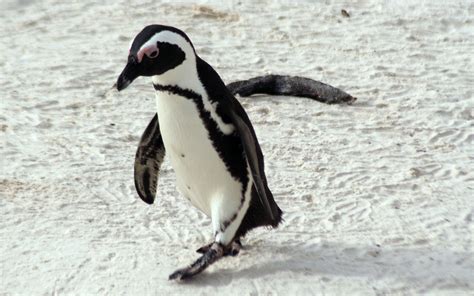 The African penguin, previously known as the Jackass penguin because of ...