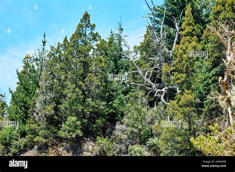 dense fairytale forest on the mountainside hiding the blue sky, Bariloche National Park Stock ...