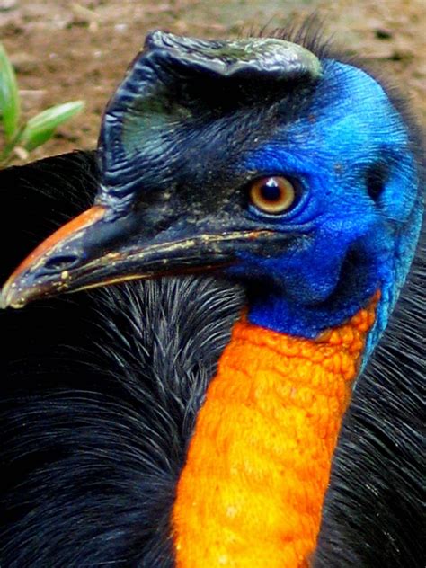 File:Casuarius unappendiculatus -Northern Cassowary -head.jpg