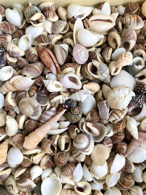 100 MIXED SEASHELLS Tiny Mini Sea Shells Craft Wedding Beach - Etsy UK