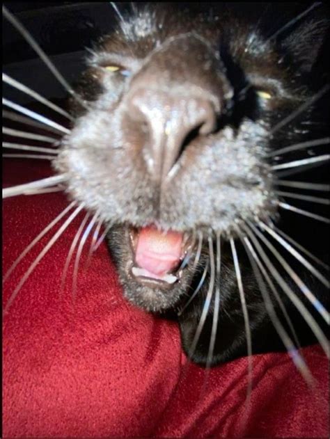 Goofy Cat with Mouth Open