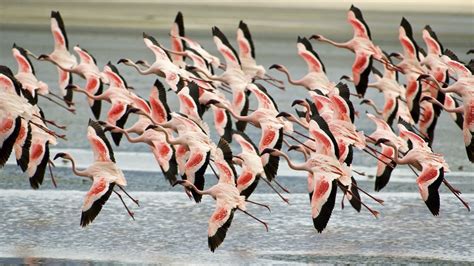 On World Migratory Bird Day - Their future is our future - Wetlands ...