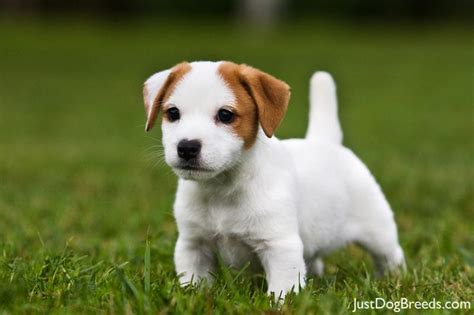 jack-russell-terrier20.jpg - Jack Russell Terrier - Dog Breeds