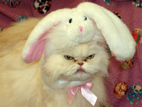 easter cat Blank Template - Imgflip