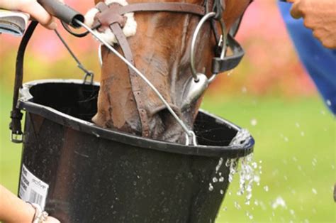 Dehydration in horses can be deadly — here's what you need to know - Horse & Hound