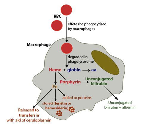 Heme metabolism in macrophages | eClinpath