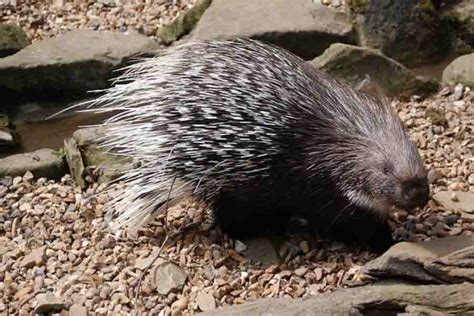 Hedgehog Vs. Porcupine: 5 Core Differences Explained