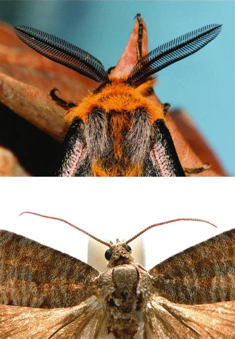 Antennal types: (a) elaborate bipectinate antennae of a male Hemileuca... | Download Scientific ...