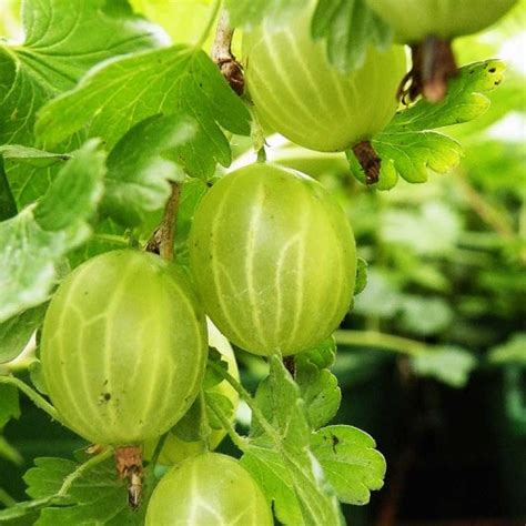 Ribes uva crispa Green Gooseberry Hinnomaki Green Bareroot - ScotPlants ...