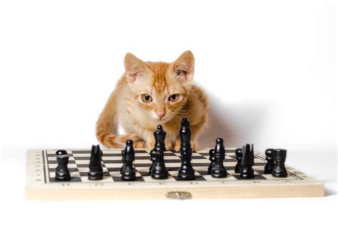 Cat Playing Chess Stock Photos, Pictures & Royalty-Free Images - iStock