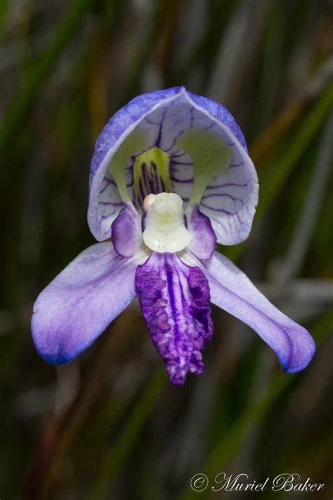 Disa purpurascens - Alchetron, The Free Social Encyclopedia