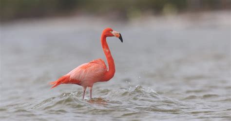 Flamingos are Florida locals | Thumb up