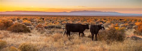 “Socio-ecological network” finds space for cattle, fish, and people in the big mountain west ...