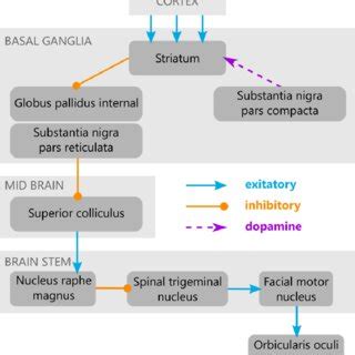 Reflex blink generation pathway (adapted from Peterson et al., 2017 ...