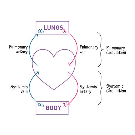 Gross Anatomy Glossary: Systemic vs. Pulmonary Circulation | Draw It to Know It