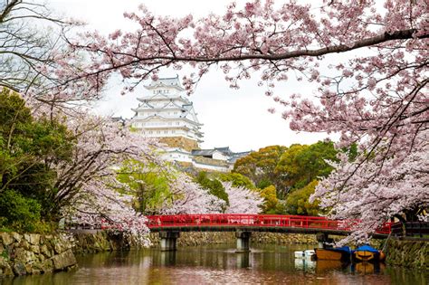 20+ Fascinating Cherry Blossom Facts & Info | Bouqs Blog