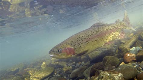 Native Rainbow Trout Subpopulation Expansion Plan | California Trout