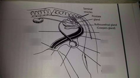 Male Horse Reproductive System Diagram