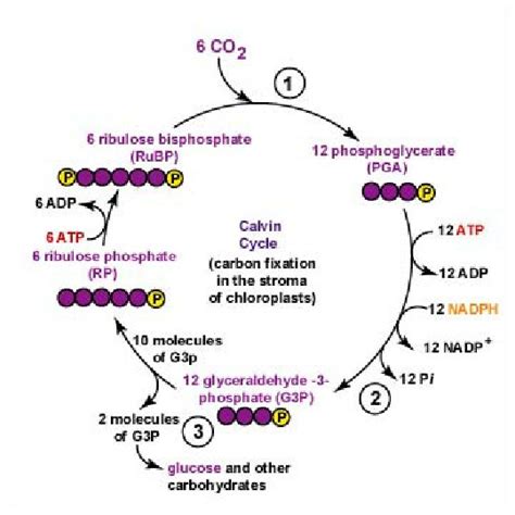 3: Schematic representation of crassulacean acid metabolism pathway.... | Download Scientific ...