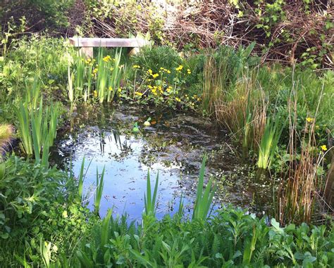 Best Plants For A Wildlife Pond Species Selection Checklist