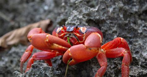 Christmas Island Red Crab Pictures - AZ Animals