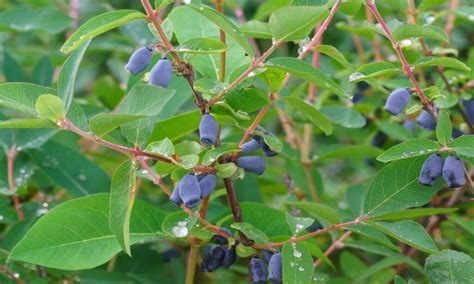 Honeyberry: Varieties, Location And Pruning Fly Honeysuckle