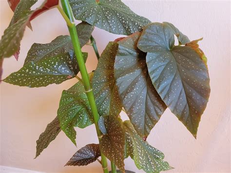 How to Propagate Begonia: A Step-By-Step Guide