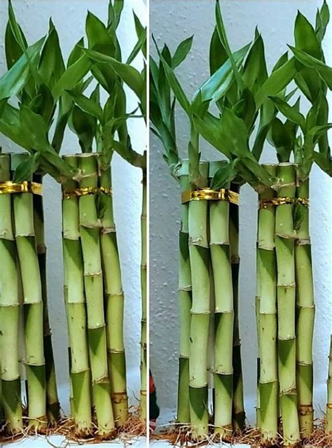 7 Lucky Bamboo Plants 6 inches Feng Shui Gift Water or | Etsy | Bamboo ...