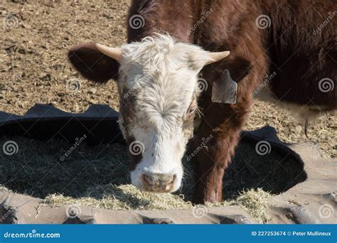 Cow in feedlot stock photo. Image of mixed, feed, agriculture - 227253674