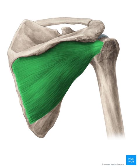 Infraspinatus: Origin, insertion, innervation, function | Kenhub