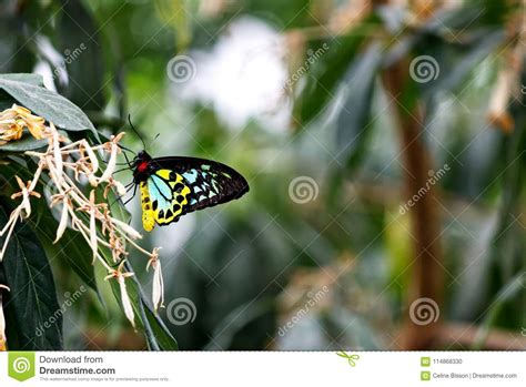 Colors of a CAIRNS BIRDWING BUTTERFLY on a Leaf Stock Photo - Image of flower, exotic: 114868330