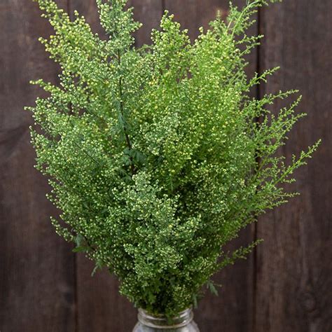 Sweet Annie Artemisia | Garden seeds, Sweet annie, Seeds