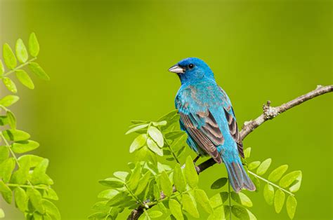 The striking blue feathers of the small Indigo Buntings bird seem to blend in with the blue sky ...