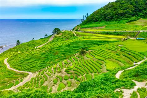 5 Most Beautiful Rice Field Terraces in Japan - Japan Web Magazine