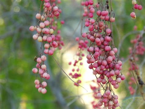 dingle berries | Flickr - Photo Sharing!