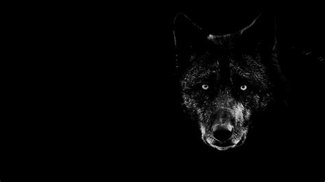 Cool Black Wolf Backgrounds