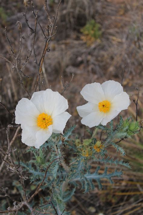 FRESH ARGEMONE ( Argemone platyceras) 1 pound Fresh Flower, Stem, Leaf ...