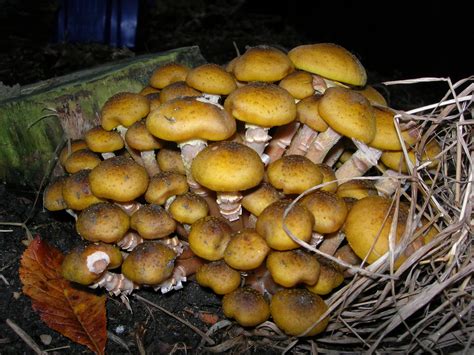 Honey Fungus - MUSHROOM TABLE