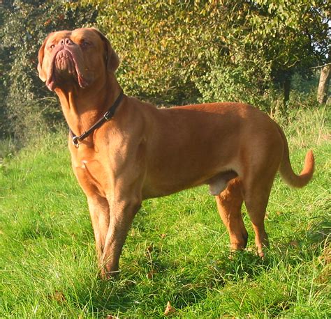 Dosya:Dogue de Bordeaux standing.jpg - Vikipedi