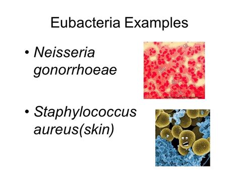 Eubacteria Examples