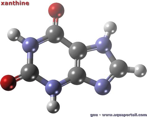 Xanthine : définition et explications